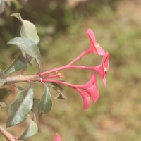 Euphorbia geroldii Rauh